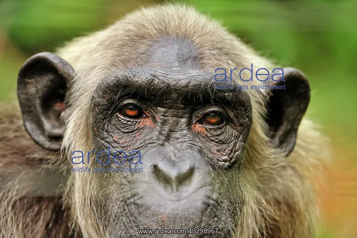 : Common Chimpanzee / Nigeria Chimpanzee - controlled : Common Chimpanzee / Nigeria Chimpanzee - controlled
