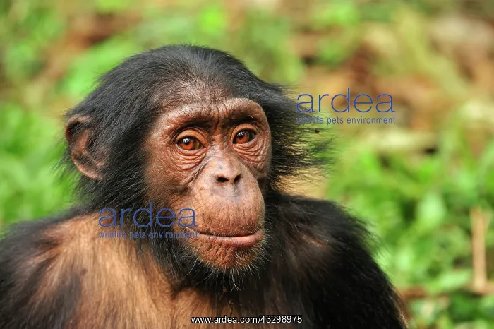 : Common Chimpanzee / Nigeria Chimpanzee - controlled : Common Chimpanzee / Nigeria Chimpanzee - controlled