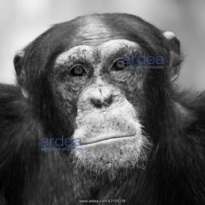 : Common Chimpanzee (Pan troglodytes) : Common Chimpanzee (Pan troglodytes)