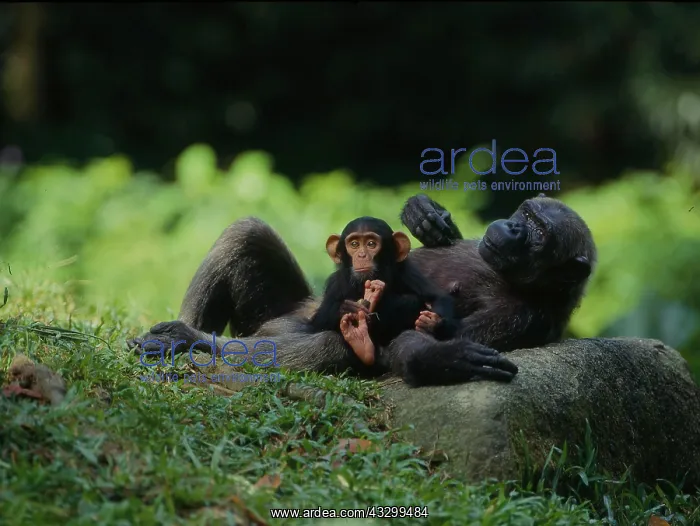 : Common chimpanzee (Pan troglodytes) Bonobo : Common chimpanzee (Pan troglodytes) Bonobo