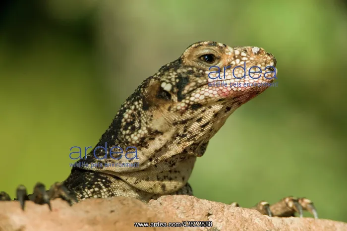 : Common Chuckwalla : Common Chuckwalla