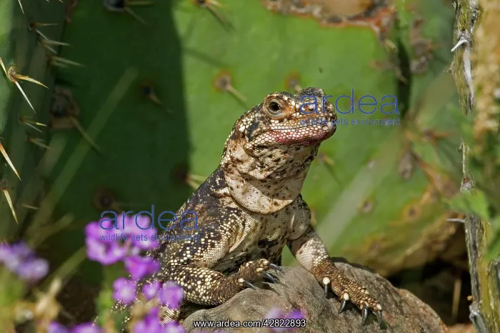 : Common Chuckwalla : Common Chuckwalla