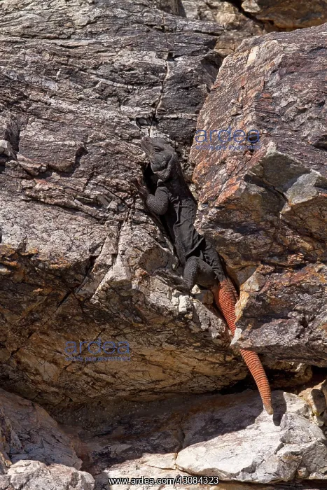 : Common Chuckwalla : Common Chuckwalla