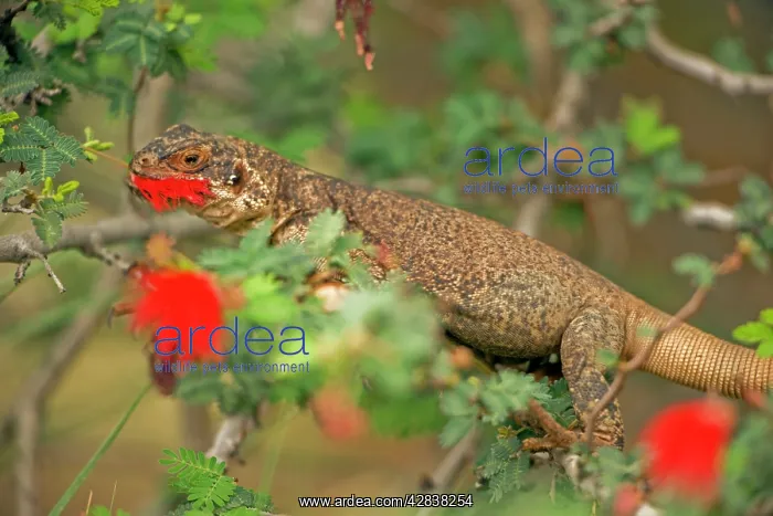: Common Chuckwalla - Eating blossoms in tree : Common Chuckwalla - Eating blossoms in tree