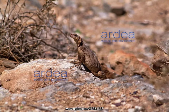 : Common Chuckwalla female : Common Chuckwalla female
