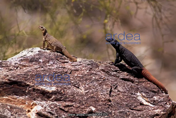 : Common Chuckwalla Pair : Common Chuckwalla Pair