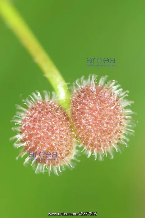 : Common Cleavers - Seeds : Common Cleavers - Seeds