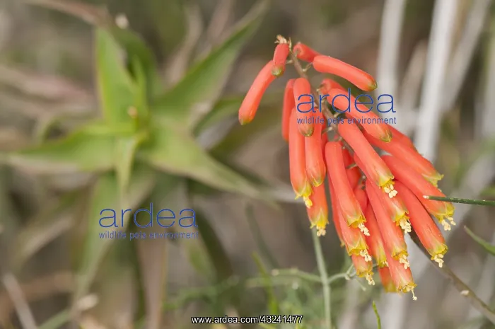: Common climbing aloe (Aloe ciliaris), inflorescence part : Common climbing aloe (Aloe ciliaris), inflorescence part