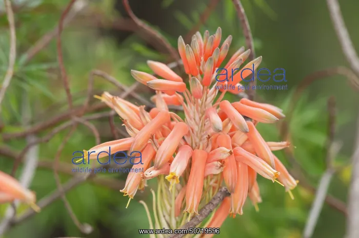 : The common climbing aloe (Aloe ciliaris), inflorescence particular, Liguria, Italy : The common climbing aloe (Aloe ciliaris), inflorescence particular, Liguria, Italy