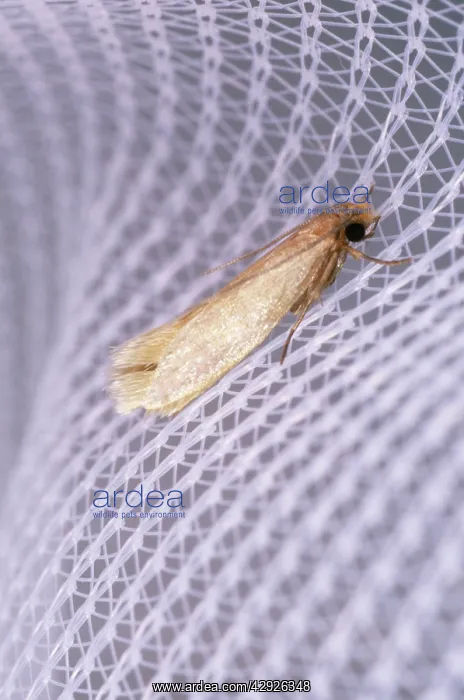 : Common Clothes MOTH : Common Clothes MOTH