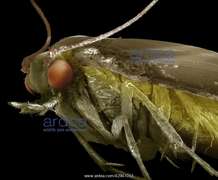 : Common Clothes Moth; : Common Clothes Moth;