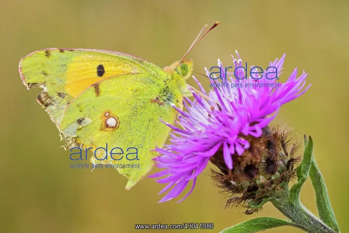 : Common Clouded Yellow Butterfly perched on flower : Common Clouded Yellow Butterfly perched on flower