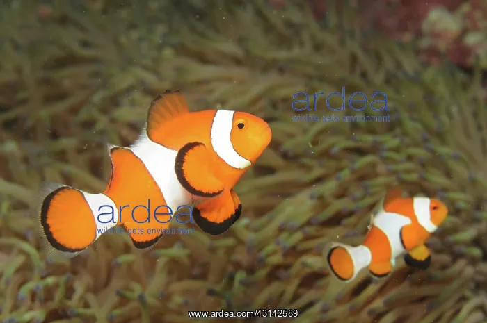 : Common Clownfish : Common Clownfish