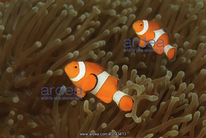 : Common Clownfish : Common Clownfish