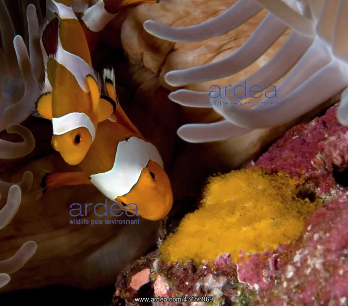 : Common Clownfish : Common Clownfish