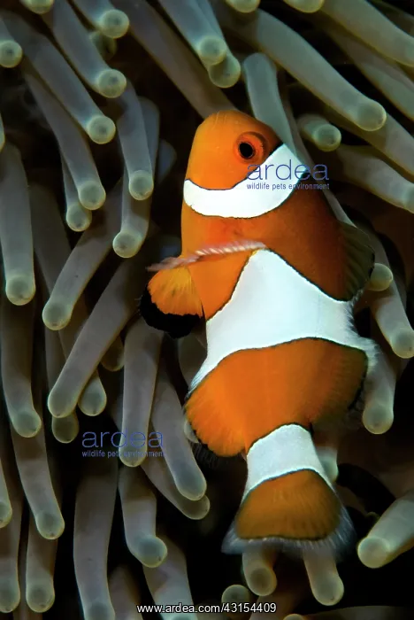 : Common Clownfish : Common Clownfish