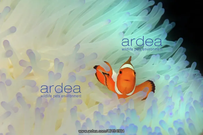 : Common Clownfish : Common Clownfish