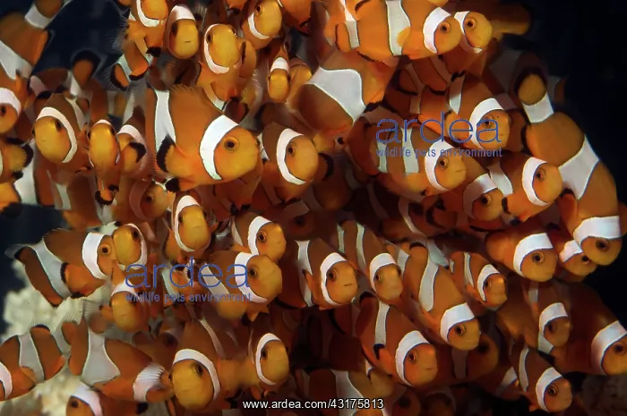  : Common Clownfish
