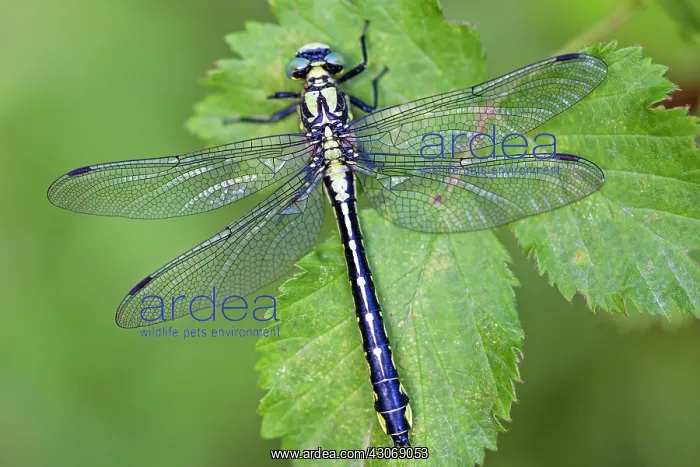 : Common Clubtail : Common Clubtail