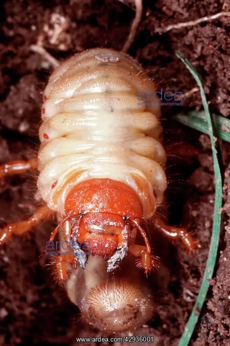 : Common COCKCHAFER / MAY BEETLE - Larvae / Rook-Worm : Common COCKCHAFER / MAY BEETLE - Larvae / Rook-Worm