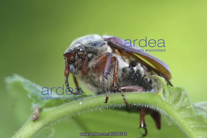 : Common cockchafer (Melolontha melolontha) close : Common cockchafer (Melolontha melolontha) close