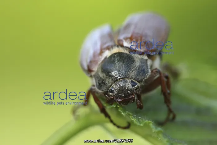 : Common cockchafer (Melolontha melolontha) close : Common cockchafer (Melolontha melolontha) close