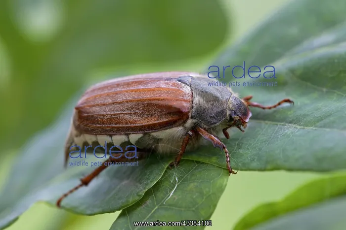 : Common cockchafer (Melolontha melolontha), May bug : Common cockchafer (Melolontha melolontha), May bug