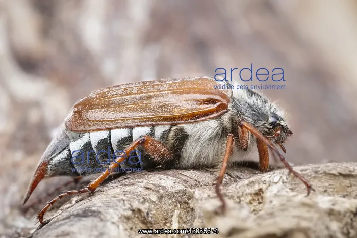 : Common Cockchafer, Norfolk UK : Common Cockchafer, Norfolk UK