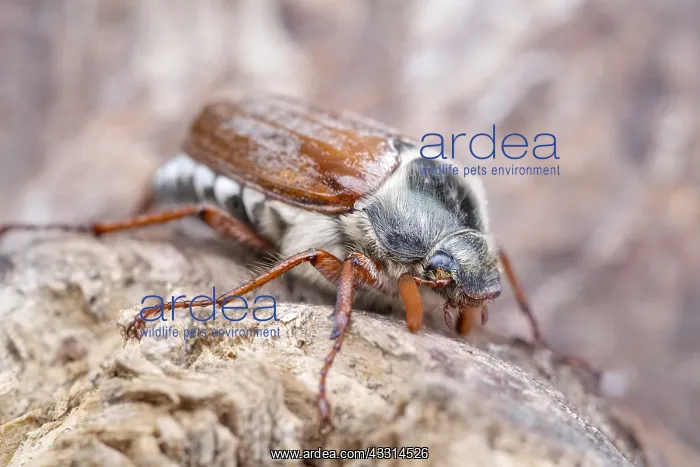: Common Cockchafer, Norfolk UK : Common Cockchafer, Norfolk UK