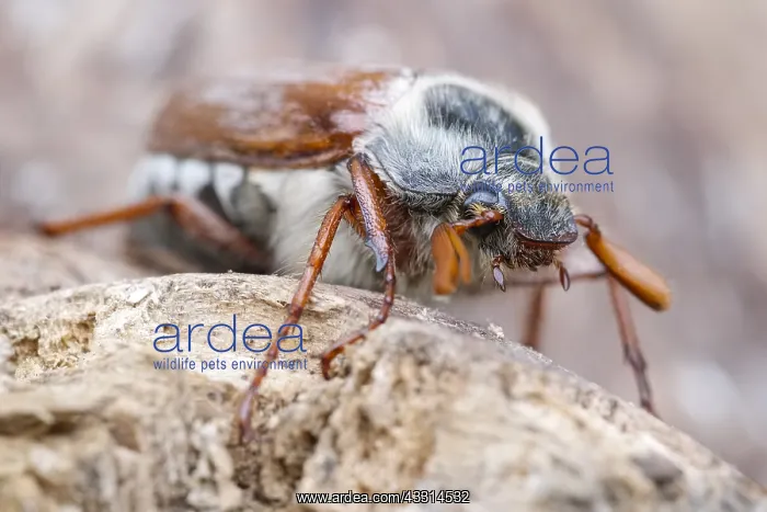 : Common Cockchafer, Norfolk UK : Common Cockchafer, Norfolk UK