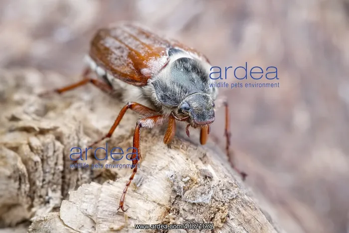 : Common Cockchafer, Norfolk UK : Common Cockchafer, Norfolk UK