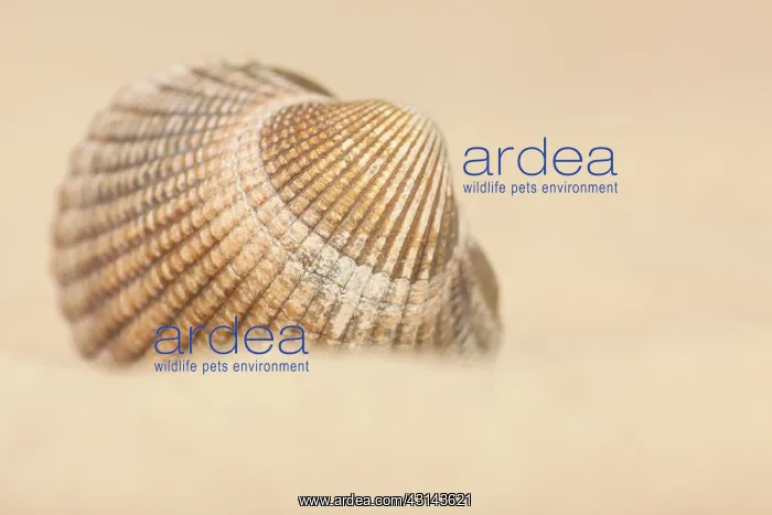 : Common Cockle : Common Cockle