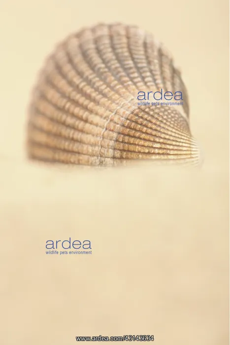 : Common Cockle : Common Cockle