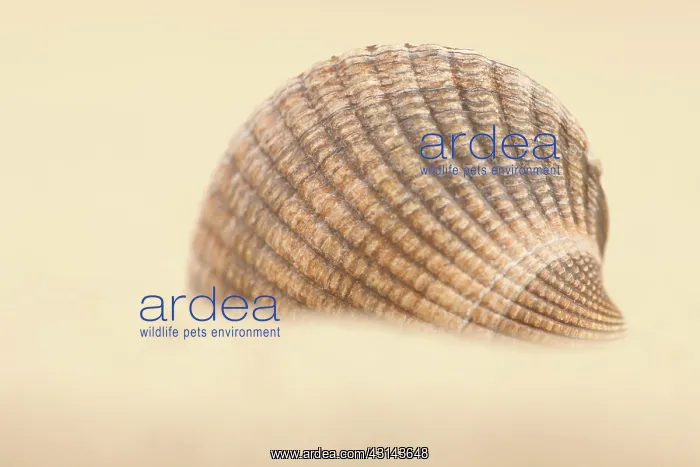 : Common Cockle : Common Cockle