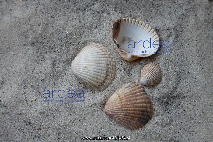: Common Cockle : Common Cockle