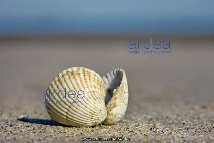 : Common Cockle - on the beach : Common Cockle - on the beach