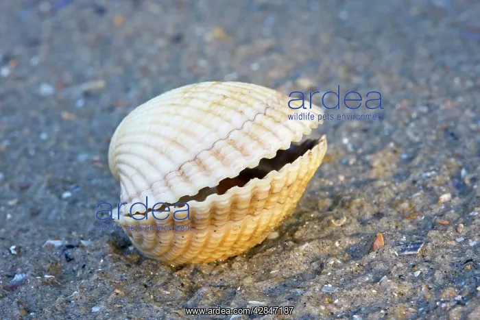: Common Cockle - on the beach : Common Cockle - on the beach