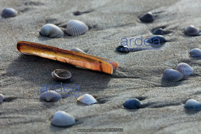 : Common Cockle and Razor Shells (Ensis siliqua) : Common Cockle and Razor Shells (Ensis siliqua)