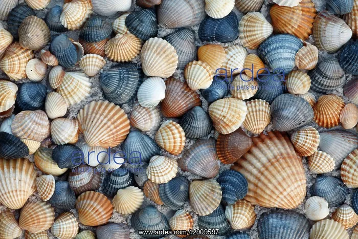 : Common Cockle Shells - on beach in Coto Donana National Park : Common Cockle Shells - on beach in Coto Donana National Park
