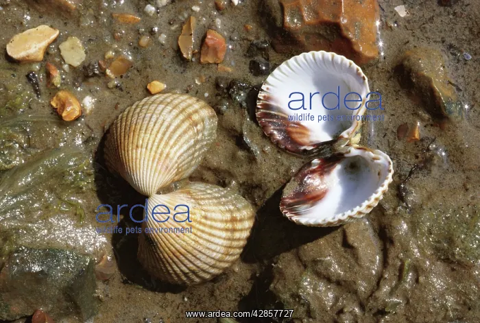 : Common COCKLES : Common COCKLES