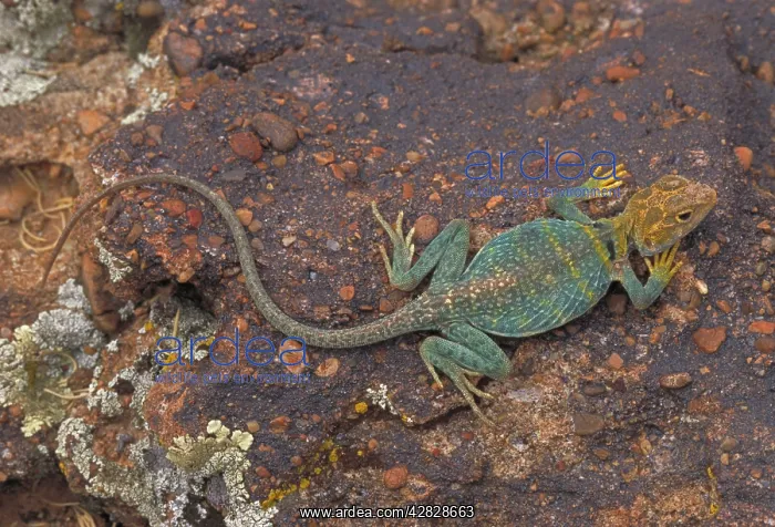 : Common Collared Lizard : Common Collared Lizard