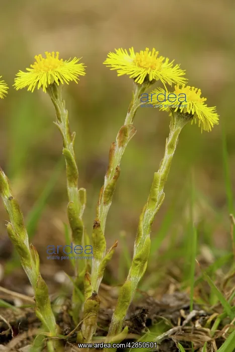 : Common Coltsfoot - in flower, early spring : Common Coltsfoot - in flower, early spring
