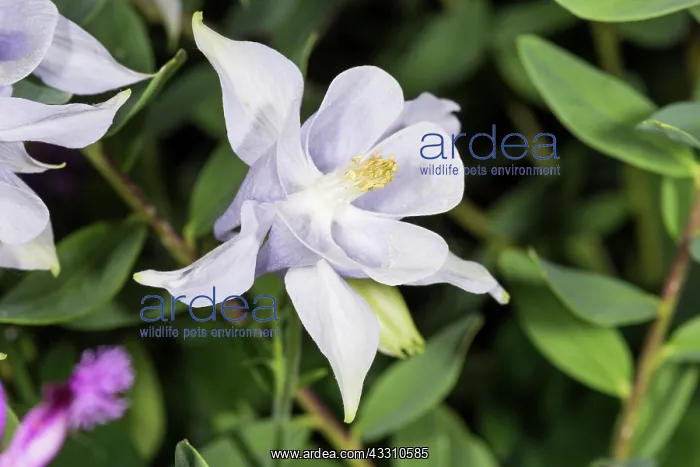 : The common columbine (Aquilegia vulgaris), two flowers : The common columbine (Aquilegia vulgaris), two flowers