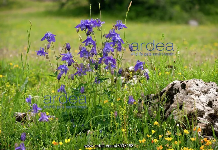 : Common Columbine / Granny's Bonnets : Common Columbine / Granny's Bonnets