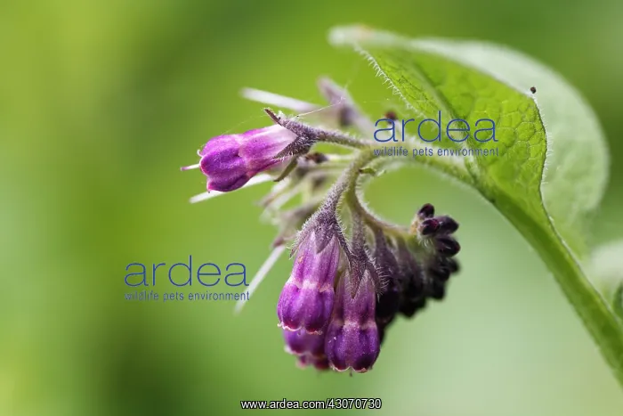 : Common Comfrey : Common Comfrey