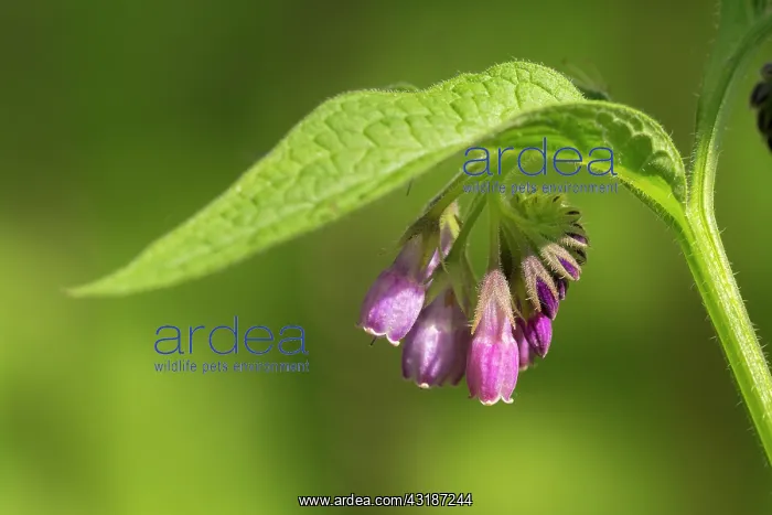 : Common Comfrey : Common Comfrey