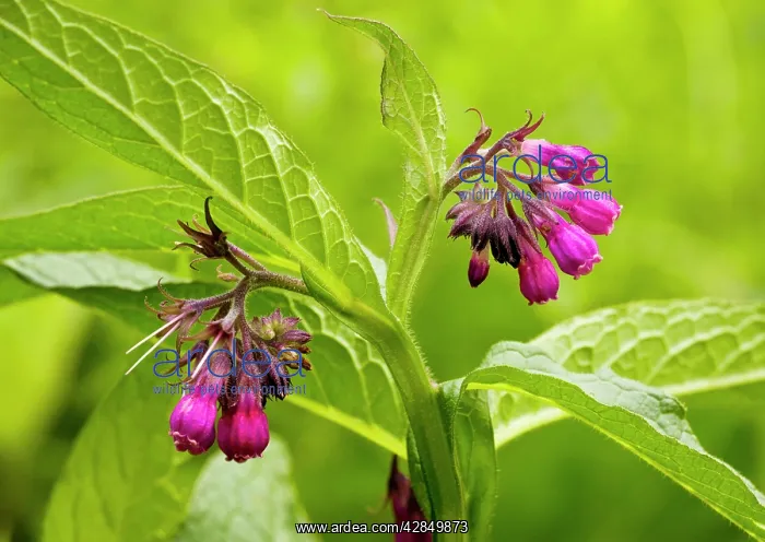 : Common Comfrey - purple form : Common Comfrey - purple form