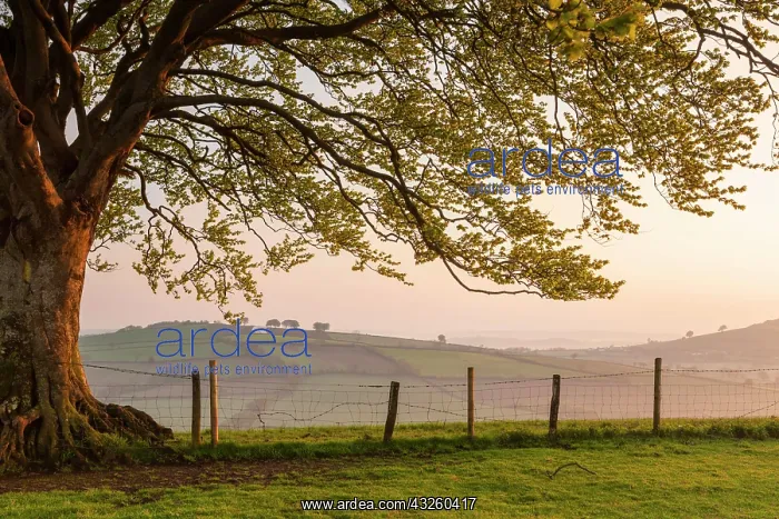 : Common common beech (Fagus sylvatica) growing beside : Common common beech (Fagus sylvatica) growing beside