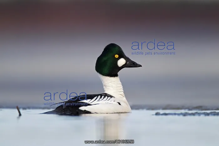 : Common Common Goldeneye (Bucephala clangula), male : Common Common Goldeneye (Bucephala clangula), male