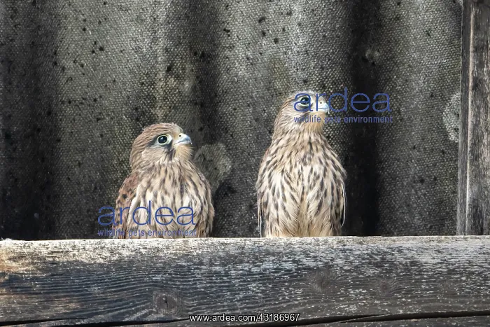 : Common Common Kestrel (Falco tinnunculus), two just : Common Common Kestrel (Falco tinnunculus), two just
